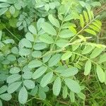 Indigofera tinctoria 葉