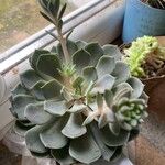 Echeveria derenbergii Foglia