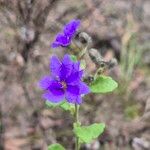 Dampiera purpurea Flower