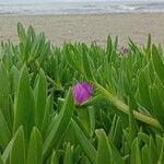 Carpobrotus glaucescens Lapas