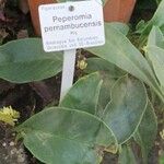 Peperomia pernambucensis Autre