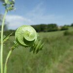 Medicago orbicularis Fruit