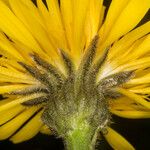 Crepis conyzifolia Flower