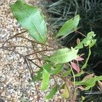 Syzygium aromaticum Folha