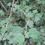 Ribes alpinum List