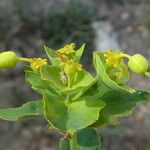 Euphorbia serrata Gyümölcs