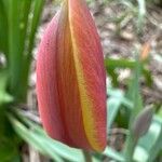 Tulipa grengiolensis Flower