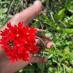 Verbena peruviana Flower