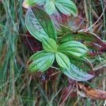 Cornus suecica Leaf