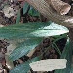 Epipremnum amplissimum Hoja