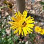 Buphthalmum salicifolium Květ