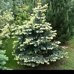 Abies lasiocarpa برگ