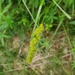 Carex vulpinoidea Blomma