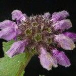 Phlomoides bracteosa Yeri