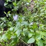 Vinca difformis Costuma