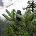 Abies spectabilis موطن