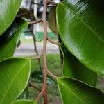 Chrysophyllum cainito Hoja