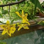 Brassia arachnoidea Fleur