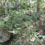 Rubus fraxinifolius Hábito