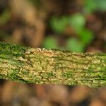 Strophanthus preussii Corteza