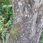 Bauhinia purpurea 树皮