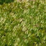 Epimedium pinnatum 整株植物