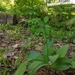 Clintonia borealis Pokrój