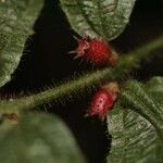 Miconia mayeta Fruchs