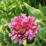 Valeriana rubra L.Flower