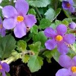 Sutera cordata Fula