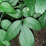 Sambucus canadensis Leaf