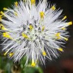 Senecio vulgarisFruto