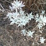 Salvia apiana Blatt