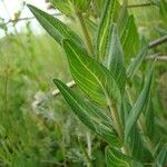 Hypericum barbatum Fulla