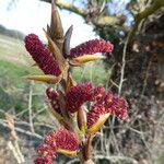 Populus nigra Flower