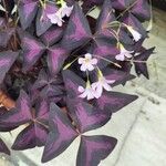 Oxalis triangularisFlower