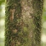 Duroia longiflora 樹皮