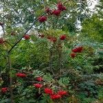 Sorbus aucupariaПлод