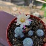 Rebutia heliosa Flower