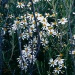 Chiliotrichum diffusum Květ