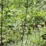 Penstemon laxiflorus Habit