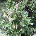 Salix glauca Leht