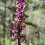 Orchis spitzelii फूल