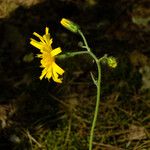 Hieracium glaucinum Flower