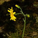 Hieracium glaucinum Floro