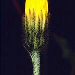 Hieracium bocconei Flower