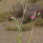 Volutaria tubuliflora Otro