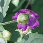 Strobilanthes attenuata Flower