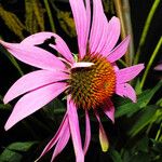 Echinacea purpurea പുഷ്പം