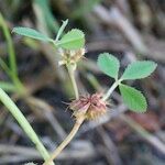 Trifolium cernuum Altul/Alta